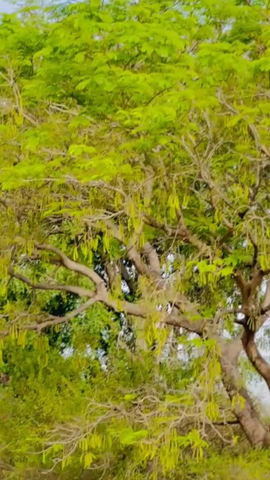 TikTok video thumbnail by badawi_r_s_f