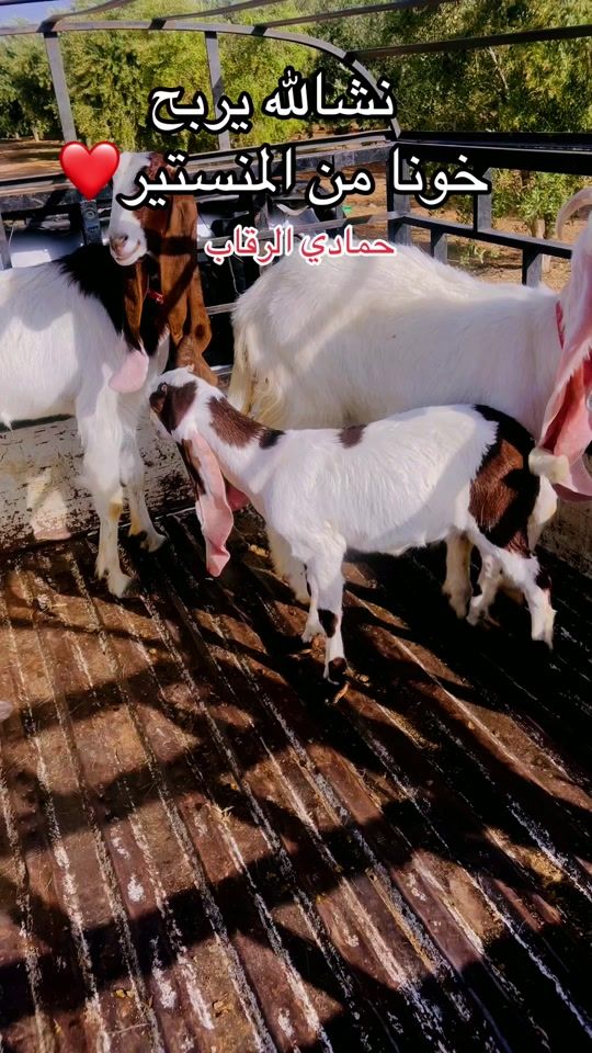 TikTok video thumbnail by baha.hamdi116