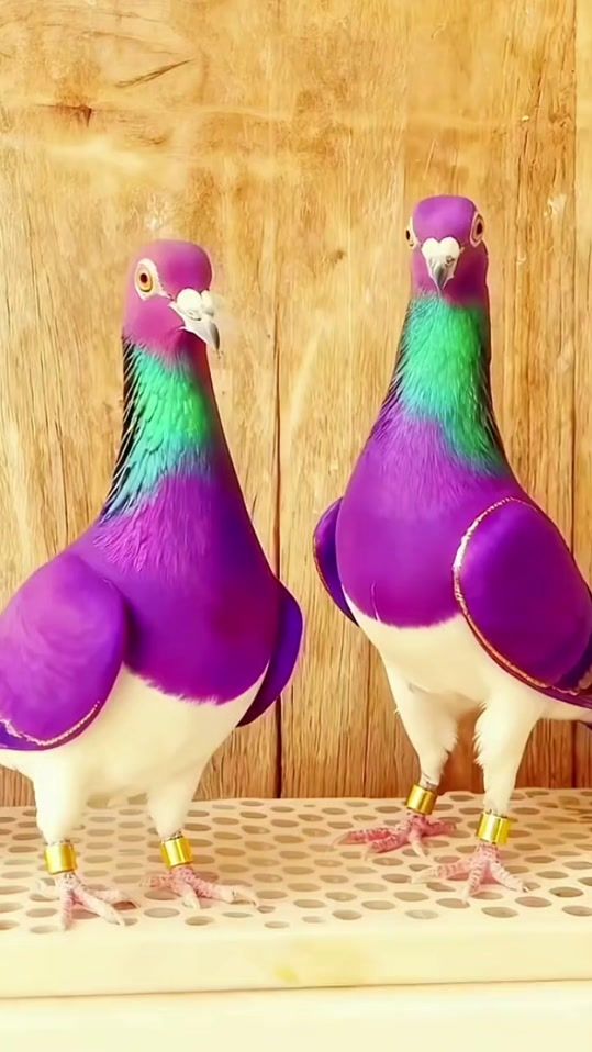TikTok video thumbnail by ahmad..anjum