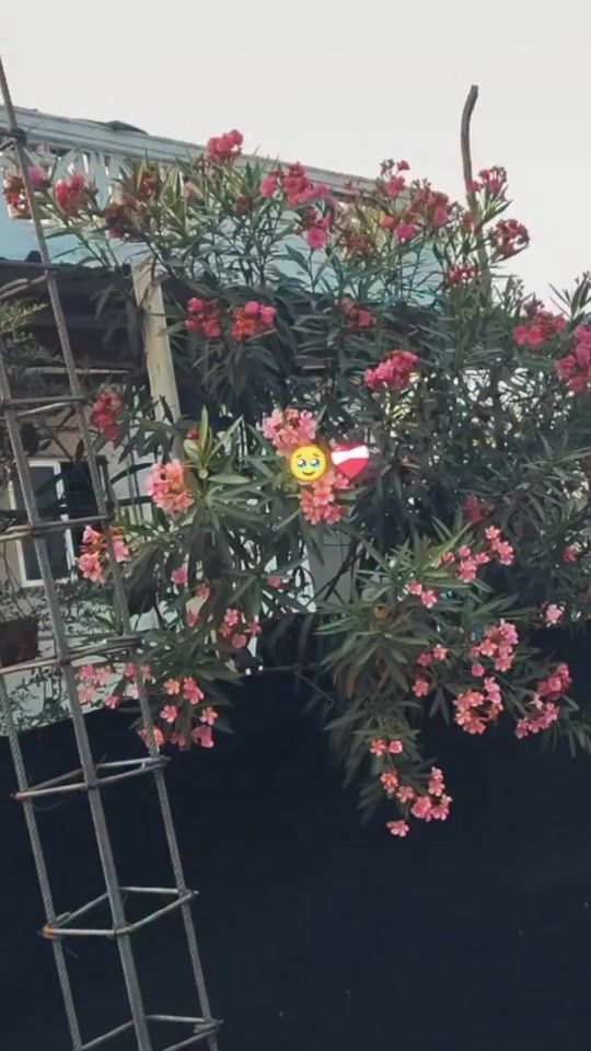TikTok video thumbnail by shoma_.0