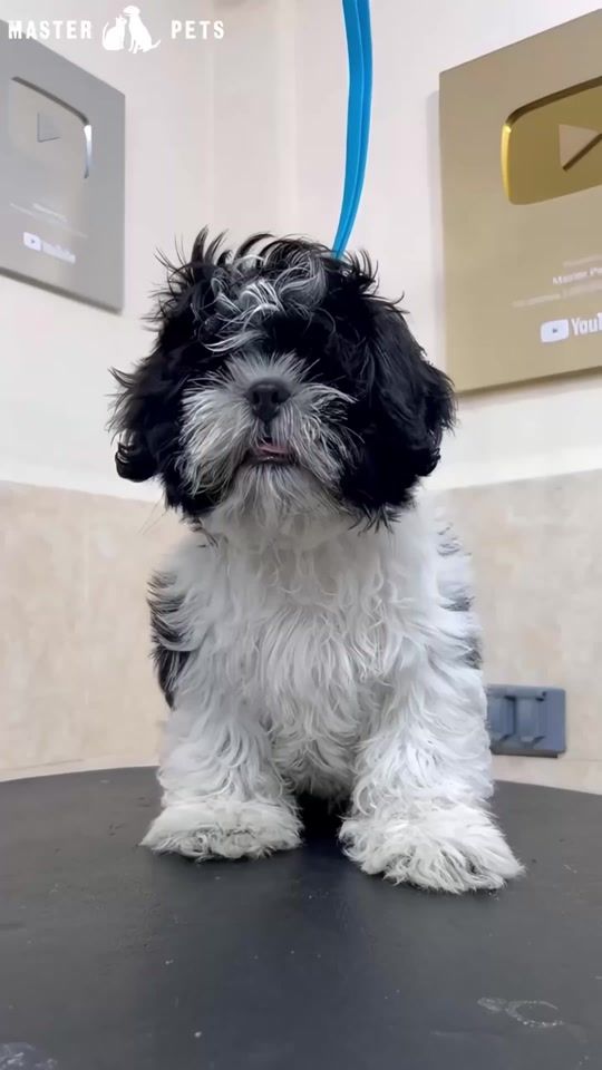 TikTok video thumbnail by masterpetss