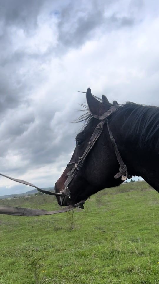 TikTok video thumbnail by _karachayhorses_