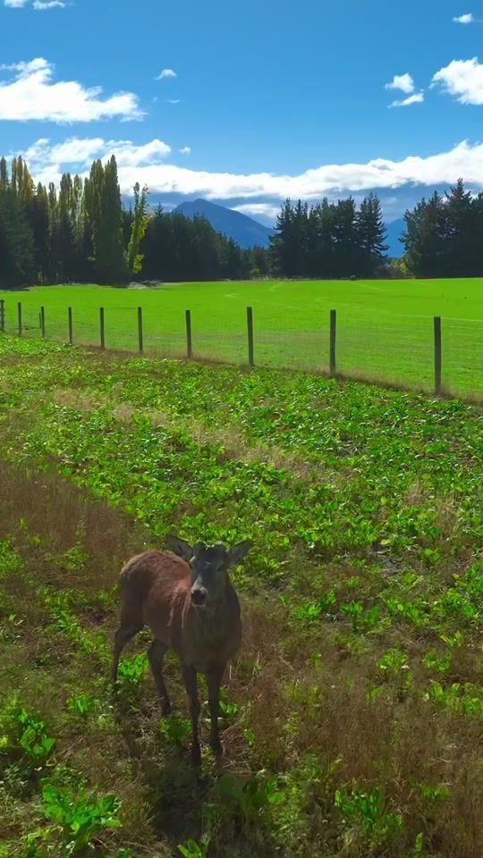 TikTok video thumbnail by nzdeerfarming