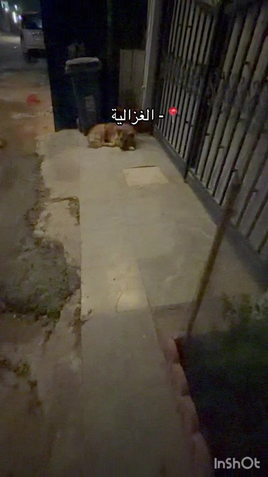 TikTok video thumbnail by z7llal