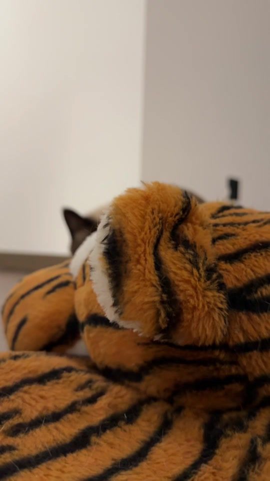 TikTok video thumbnail by jemua2020