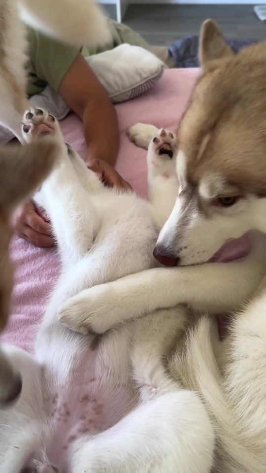 TikTok video thumbnail by huskyteerstv