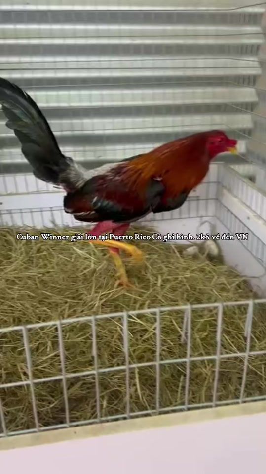 TikTok video thumbnail by mr.kim.sonic
