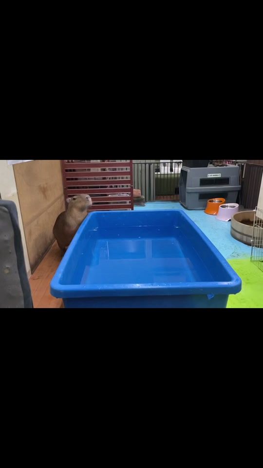TikTok video thumbnail by capybara_land