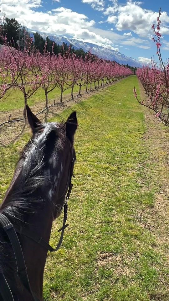 TikTok video thumbnail by nzonhorseback