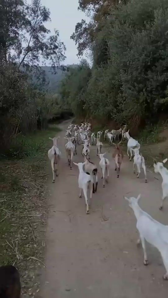 TikTok video thumbnail by belaidben1989.com