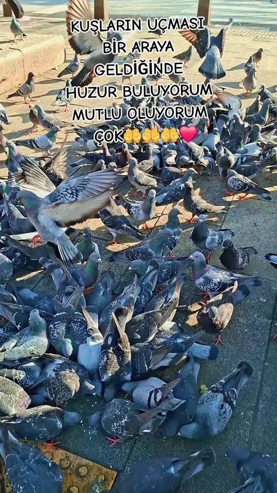 TikTok video thumbnail by bulut25gul