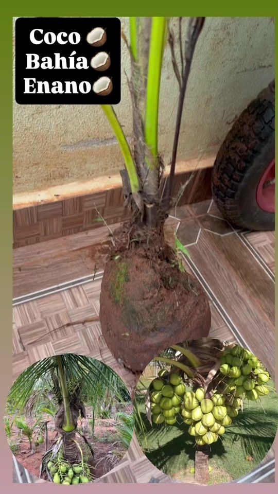 TikTok video thumbnail by plant.frut