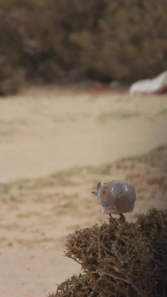 TikTok video thumbnail by xt..6f