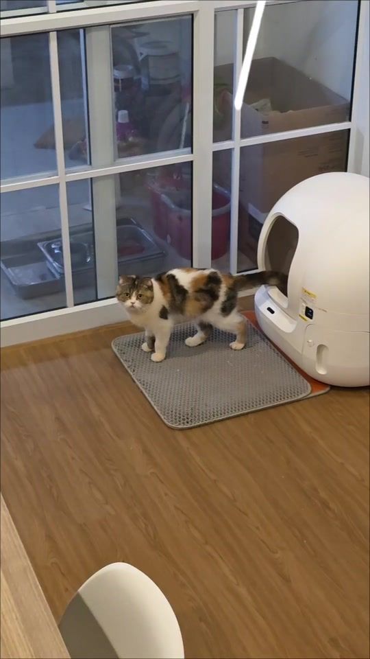 TikTok video thumbnail by udomsrifarm