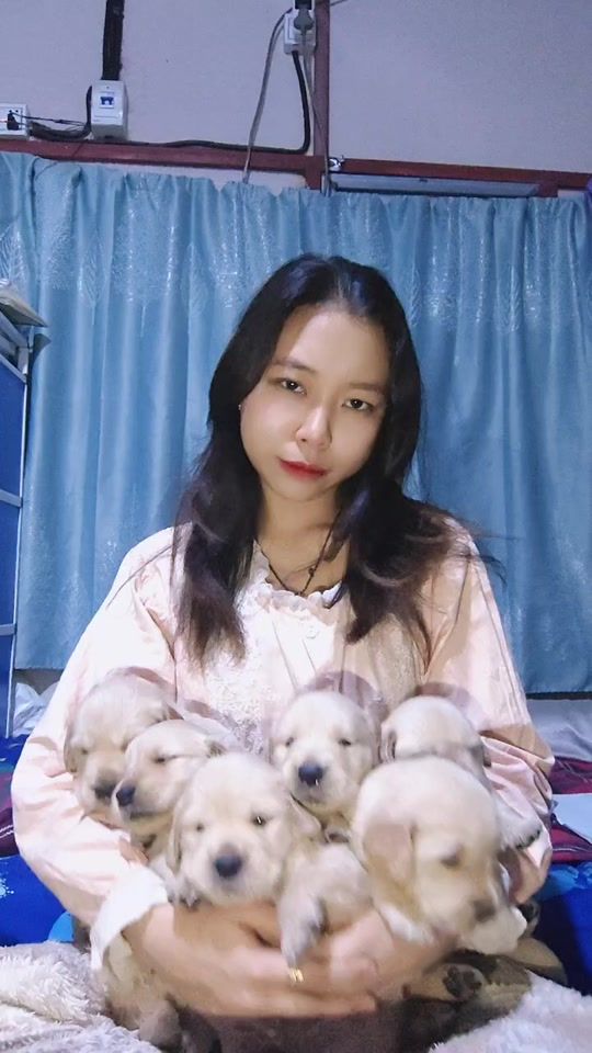 TikTok video thumbnail by petslover197golden