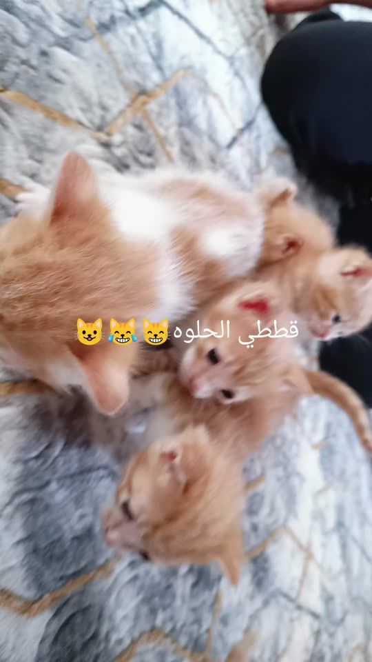 TikTok video thumbnail by dalaahuseyin2