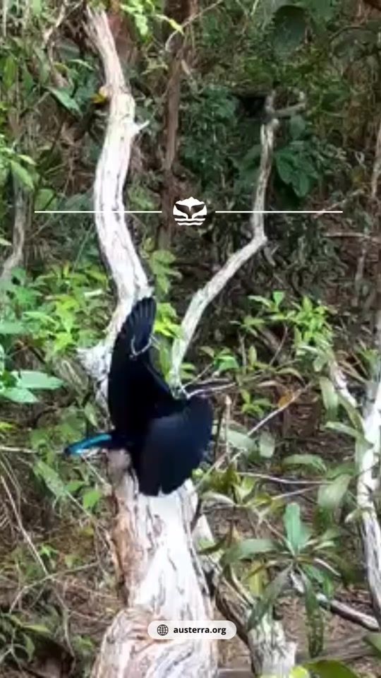 TikTok video thumbnail by austerra_society