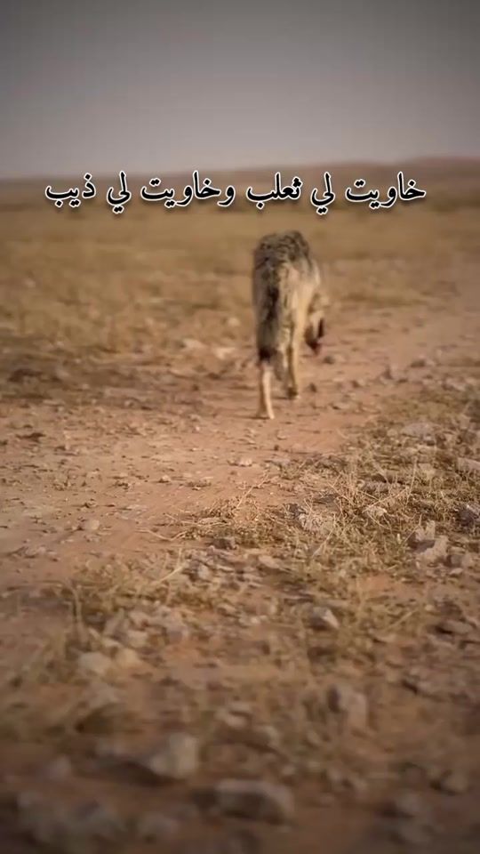 TikTok video thumbnail by jodasalem