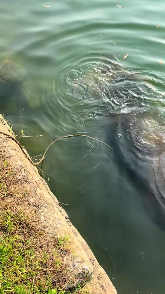 TikTok video thumbnail by mm448866