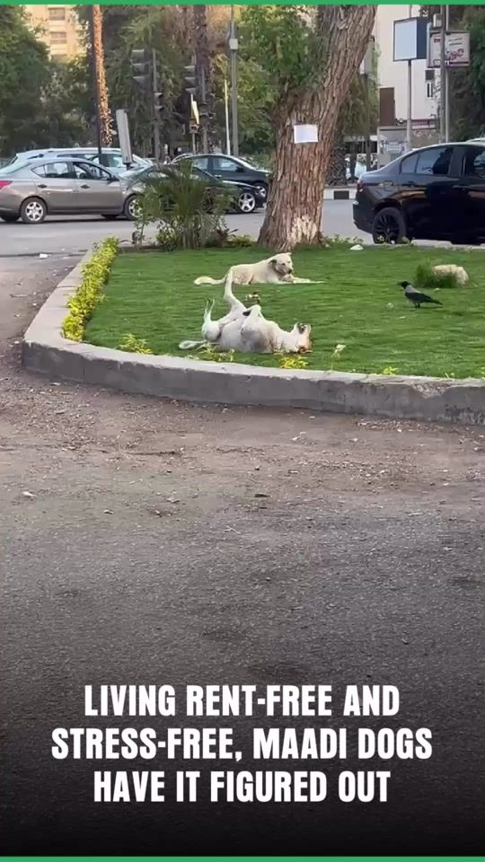 TikTok video thumbnail by cairo360_