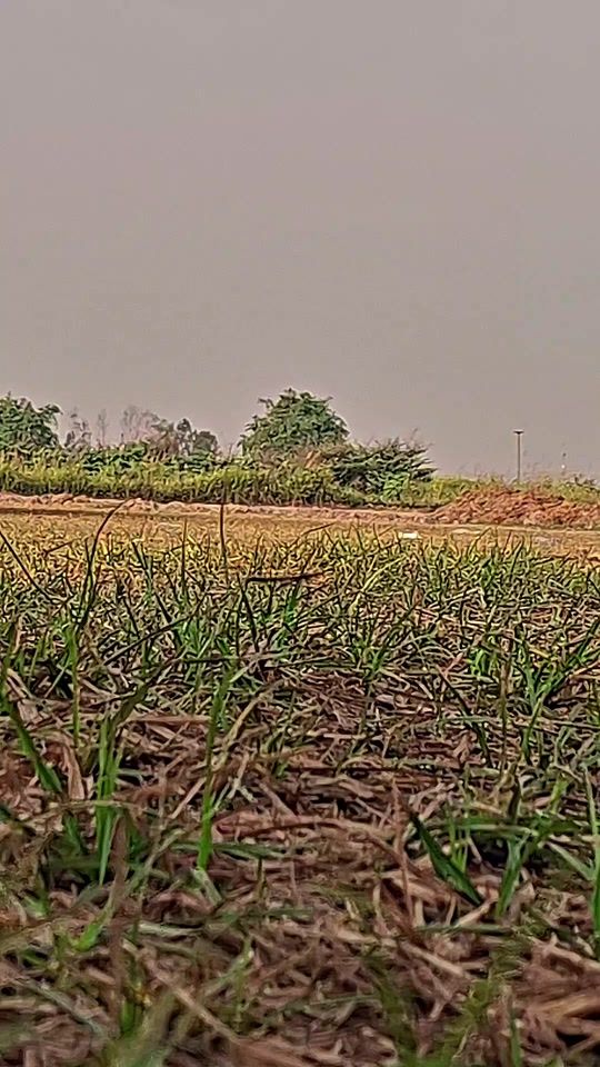 TikTok video thumbnail by miiaekforward