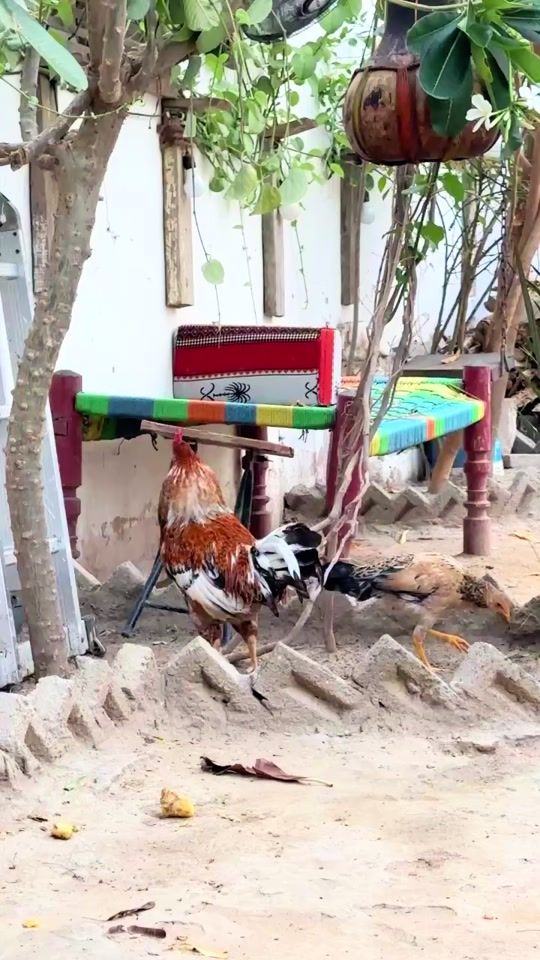TikTok video thumbnail by munih_22