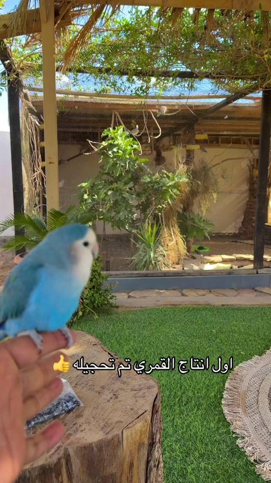 TikTok video thumbnail by f20kf