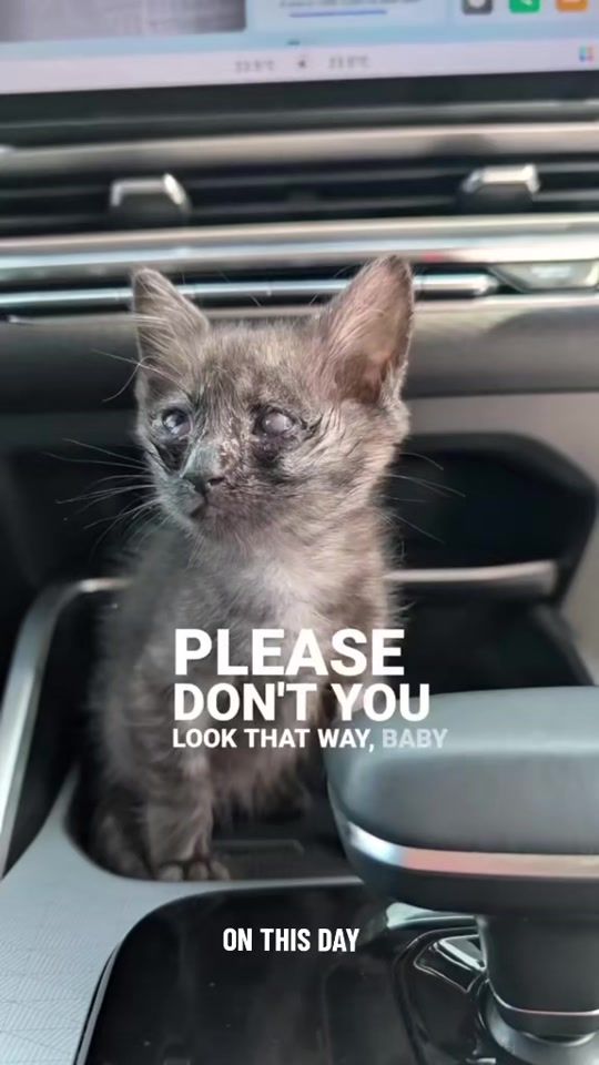 TikTok video thumbnail by kujiecats