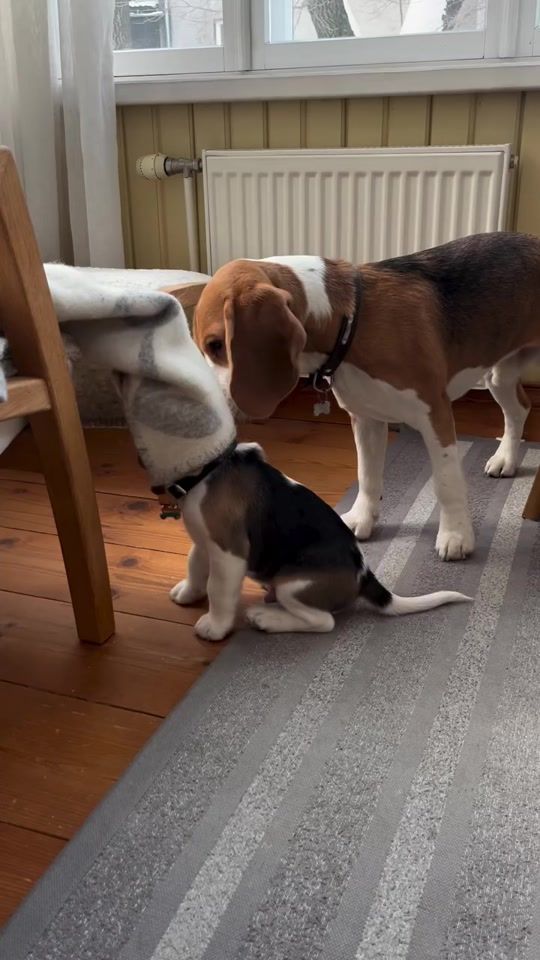 TikTok video thumbnail by beagle.unity