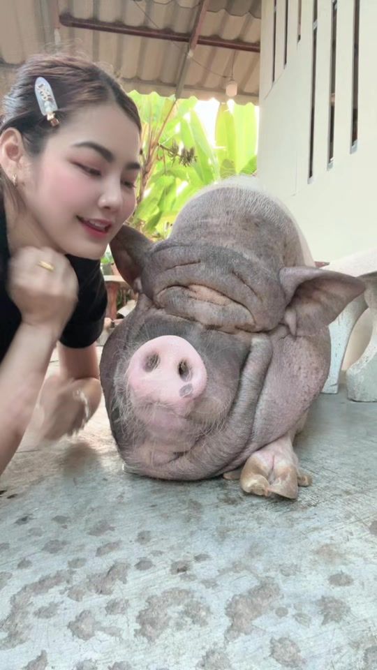 TikTok video thumbnail by mumu.minipig