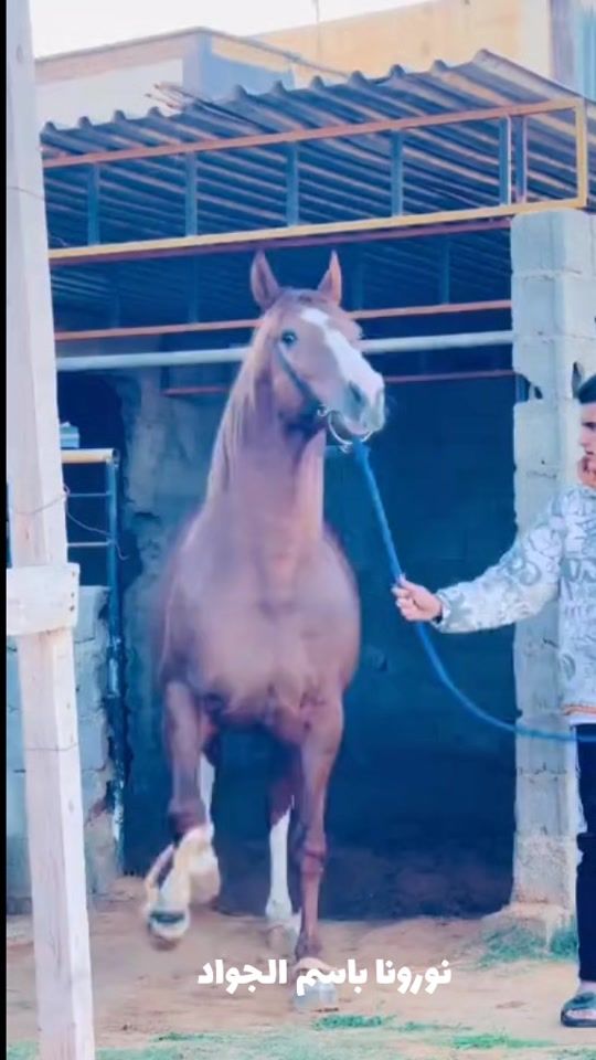 TikTok video thumbnail by user.alrais