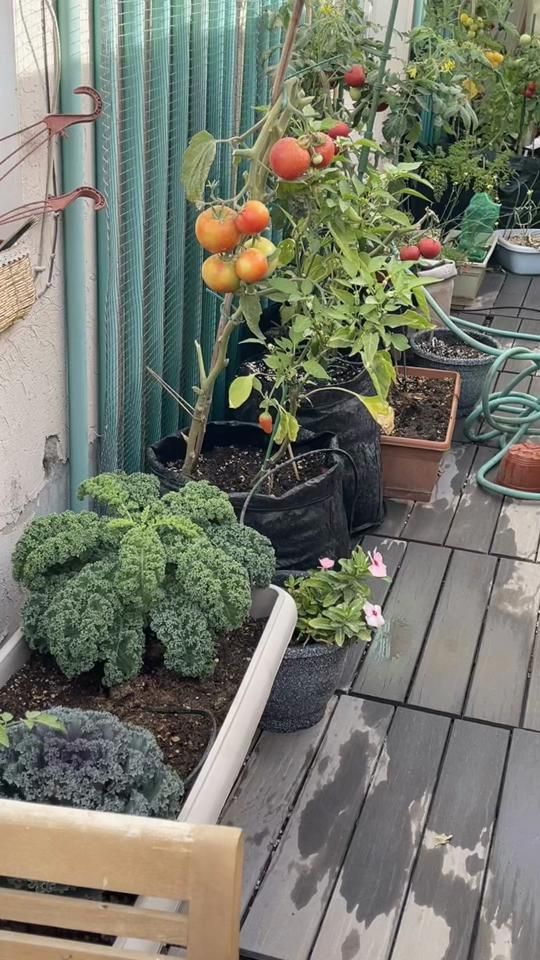 TikTok video thumbnail by alaaplant