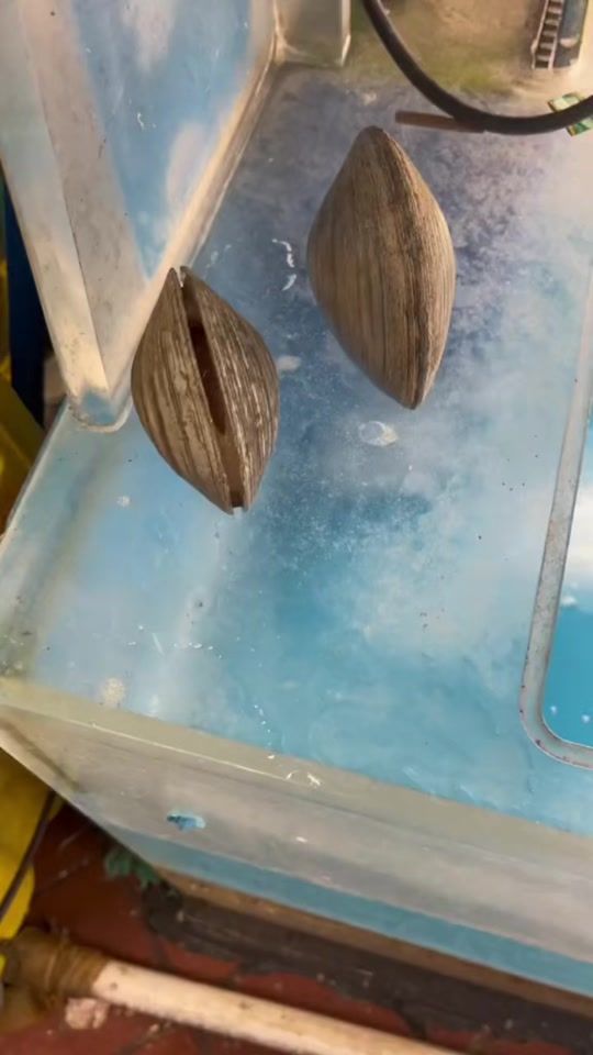 TikTok video thumbnail by yerribernal