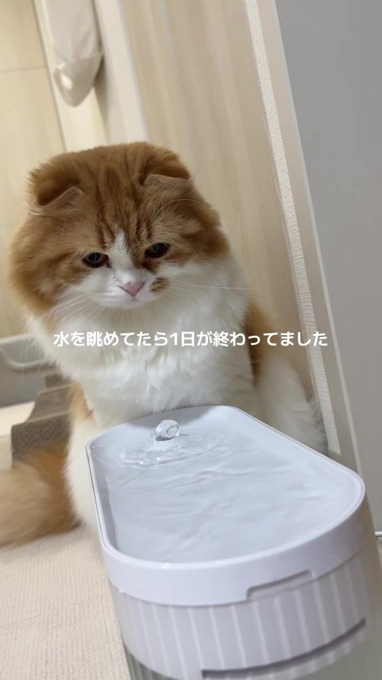 TikTok video thumbnail by gabu.latte