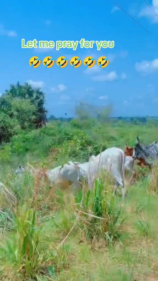 TikTok video thumbnail by alayebobo59