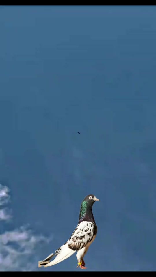TikTok video thumbnail by allah.din32