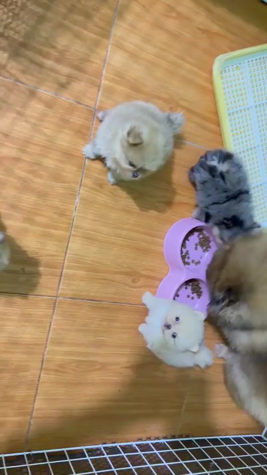 TikTok video thumbnail by linlylingling0