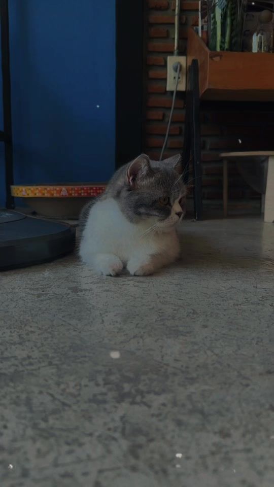 TikTok video thumbnail by eyeverse33
