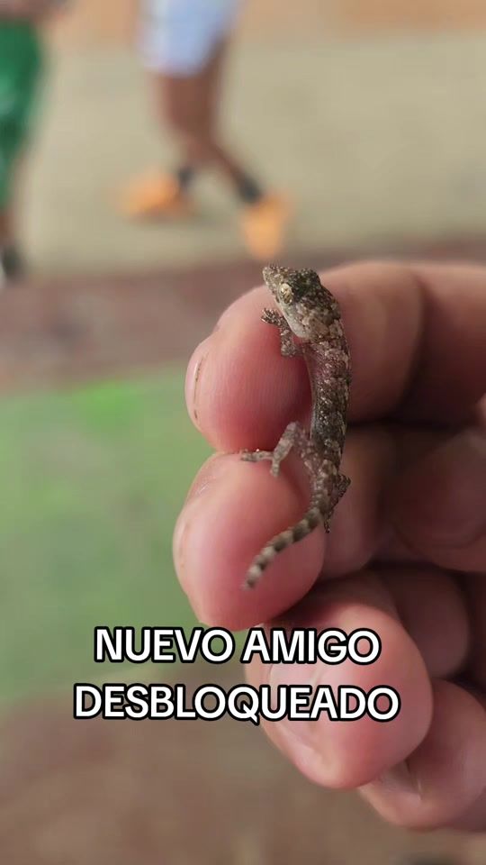 TikTok video thumbnail by papuwill