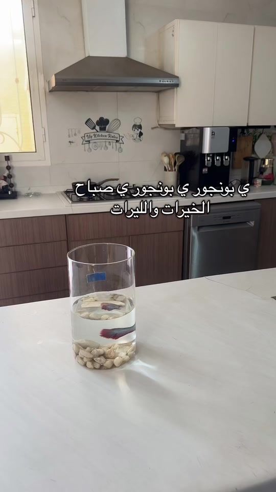 TikTok video thumbnail by 3alty