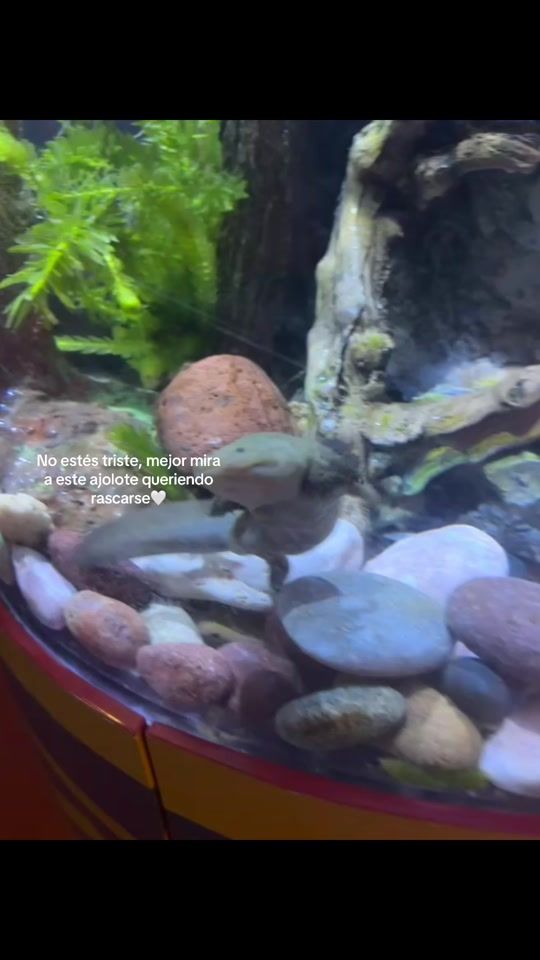 TikTok video thumbnail by _soymarieel