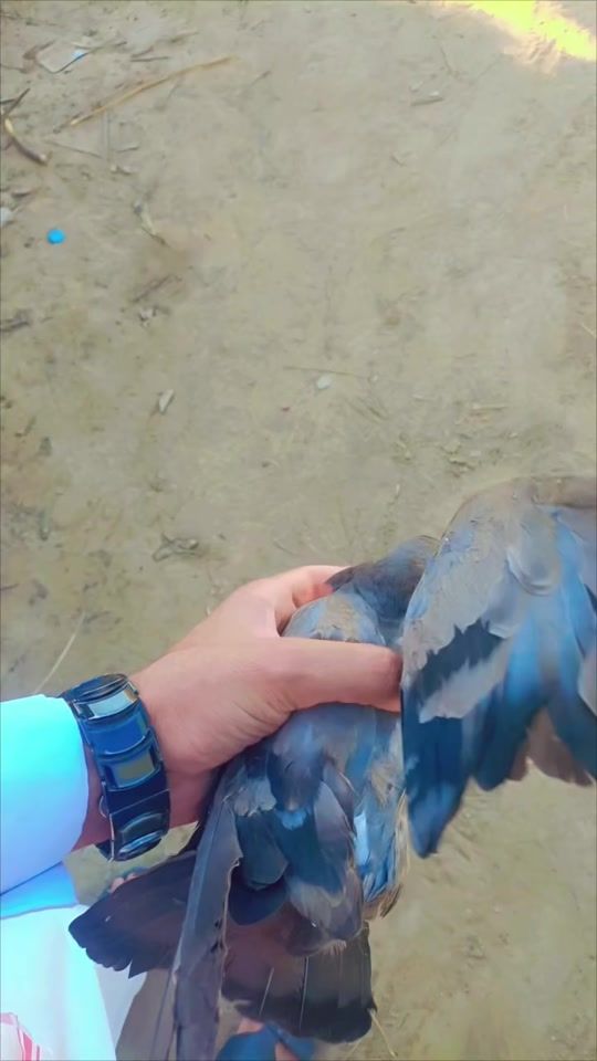 TikTok video thumbnail by .3.5310
