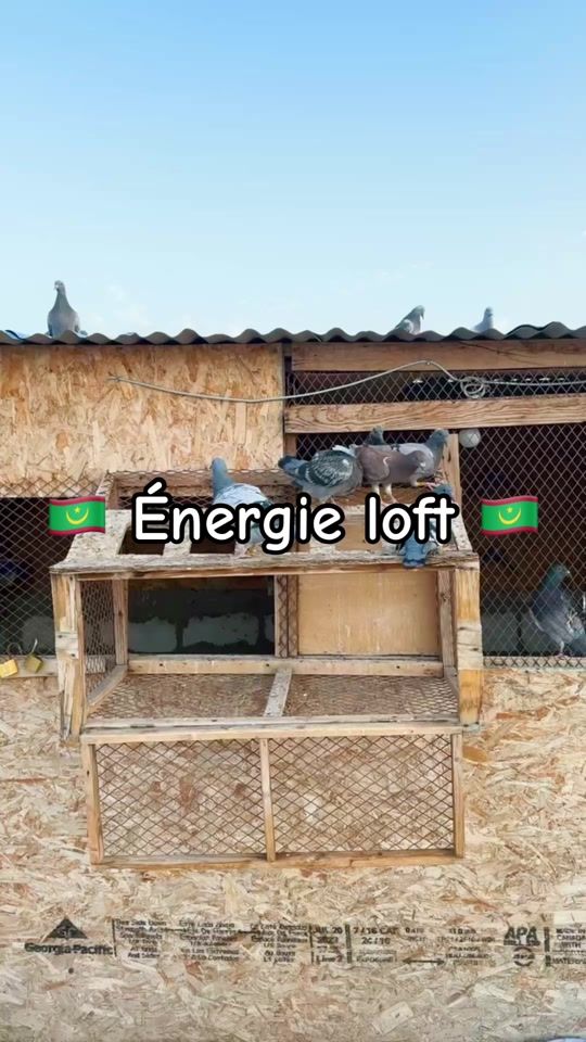 TikTok video thumbnail by energieloft