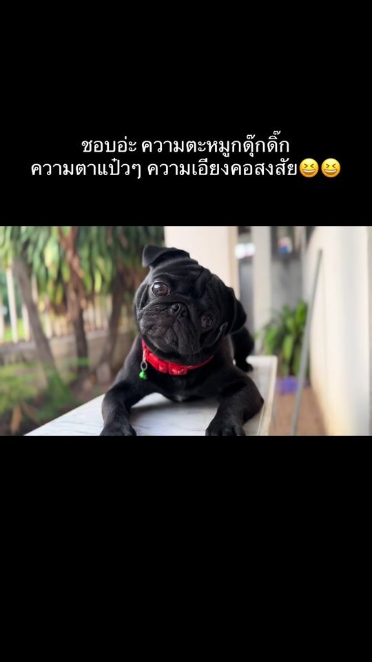 TikTok video thumbnail by chaoguay_family