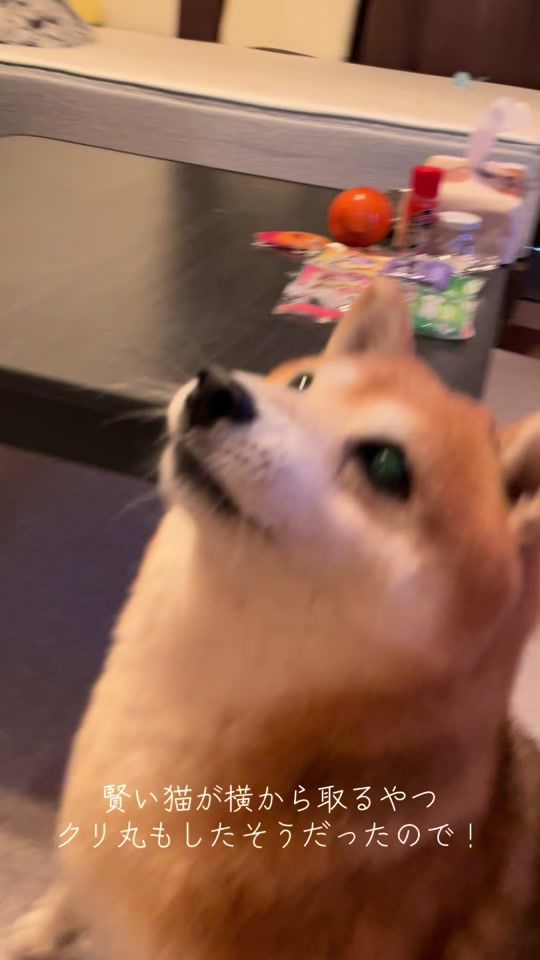 TikTok video thumbnail by marus_kurimaru