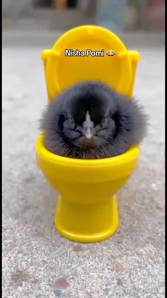 TikTok video thumbnail by rashid.ali.mallah