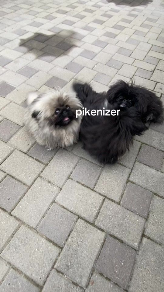 TikTok video thumbnail by natogjakov
