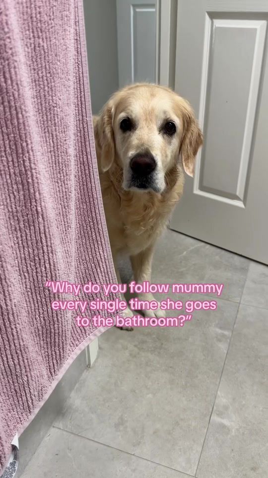 TikTok video thumbnail by goldenretriever_luna
