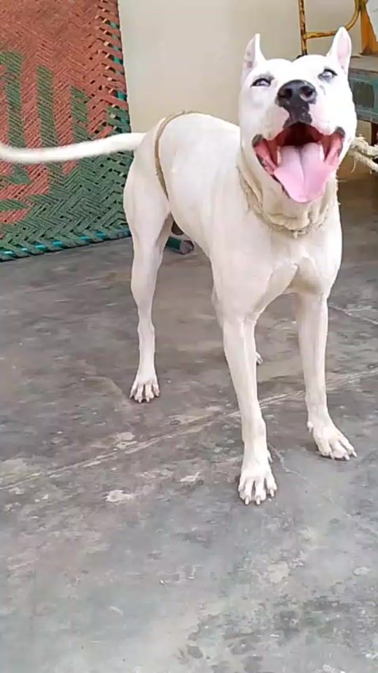 TikTok video thumbnail by pet_tv_yt