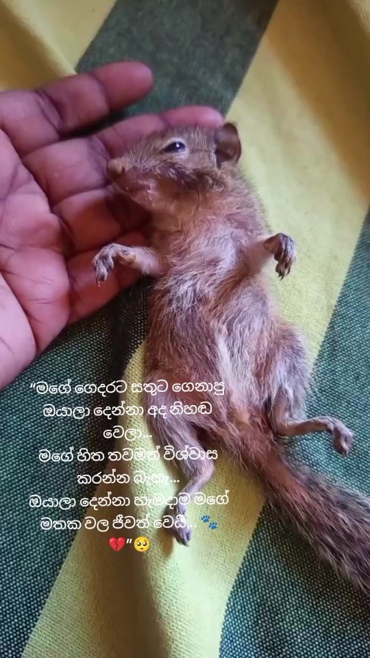 TikTok video thumbnail by dil__dil1